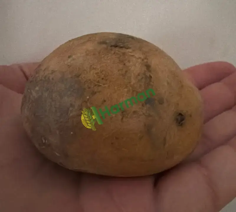 Patates hal fiyatı