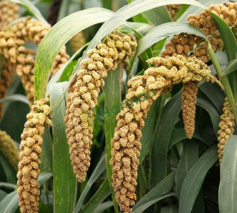 Kızıl Dal Darı, Red Millet Spray, Seteria İtalica, French Millet, Germen Millet
