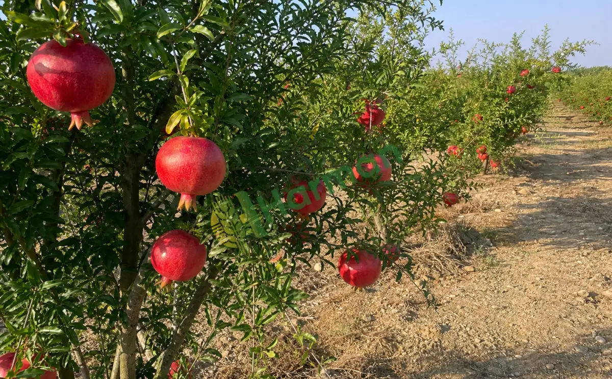 Kızıl nar