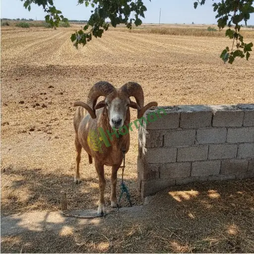 Ankara Yenimahalle'de damızlık koç alınır