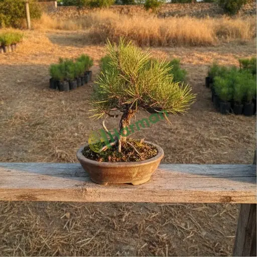 Çam Bonsai Aranan / Kocaeli Çayırova