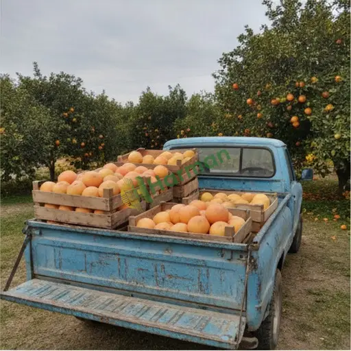 Aranan Greyfurt Kocaeli Darıca 1004 Adet