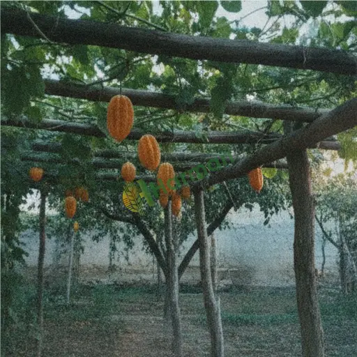 Kocaeli Gebze'de kudret narı satılık