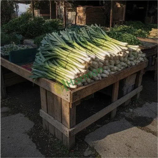 3318 Kg Pırasa Aranan - Kocaeli Kandıra