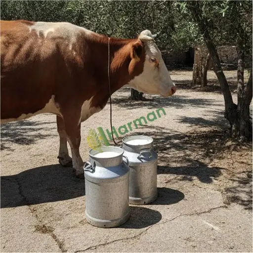 Kocaeli Karamürsel · Aranan Çiğ İnek Sütü