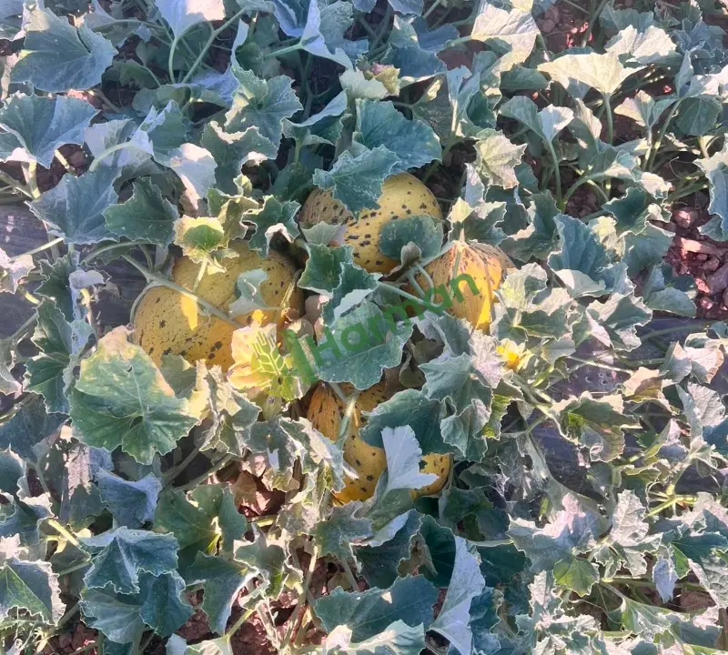 Konya ilk hasat kavun