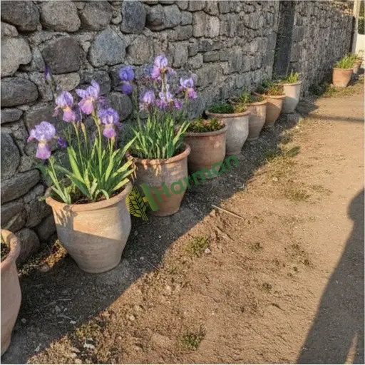 Konya Yalıhüyük'te satılık iris