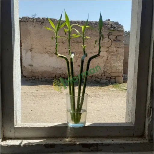 Konya Cihanbeyli'de şanslı bambu satılık
