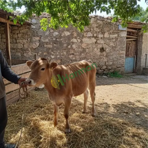 Konya Tuzlukçu'dan Satılık Dişi Buzağı