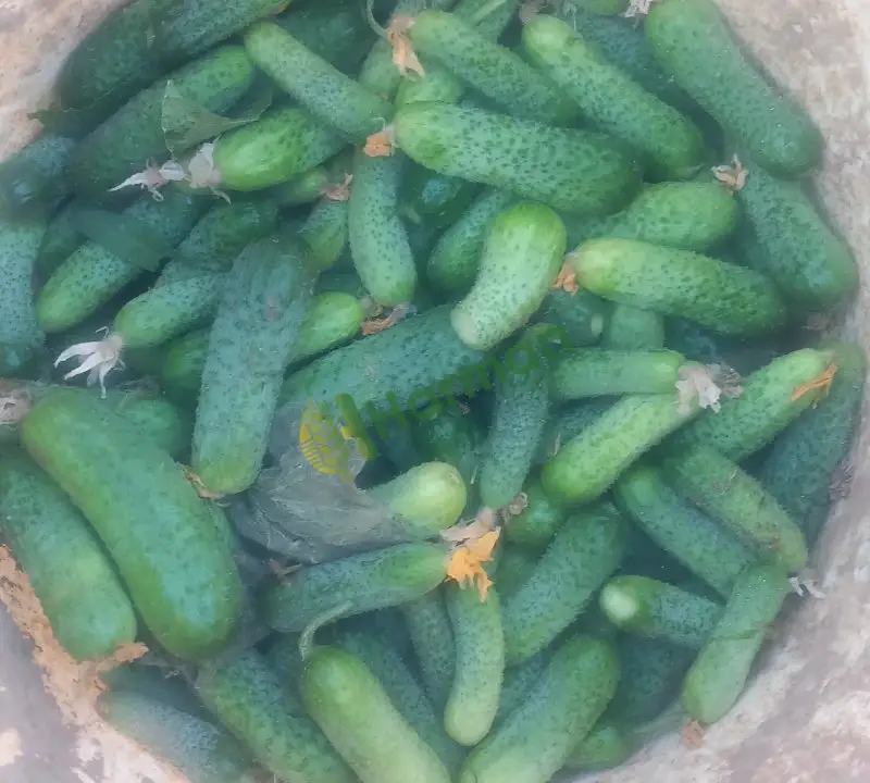 Kornişon salatalık günlük toplama 1 ton