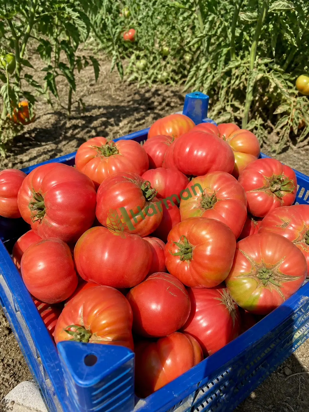 Köy domatesi
