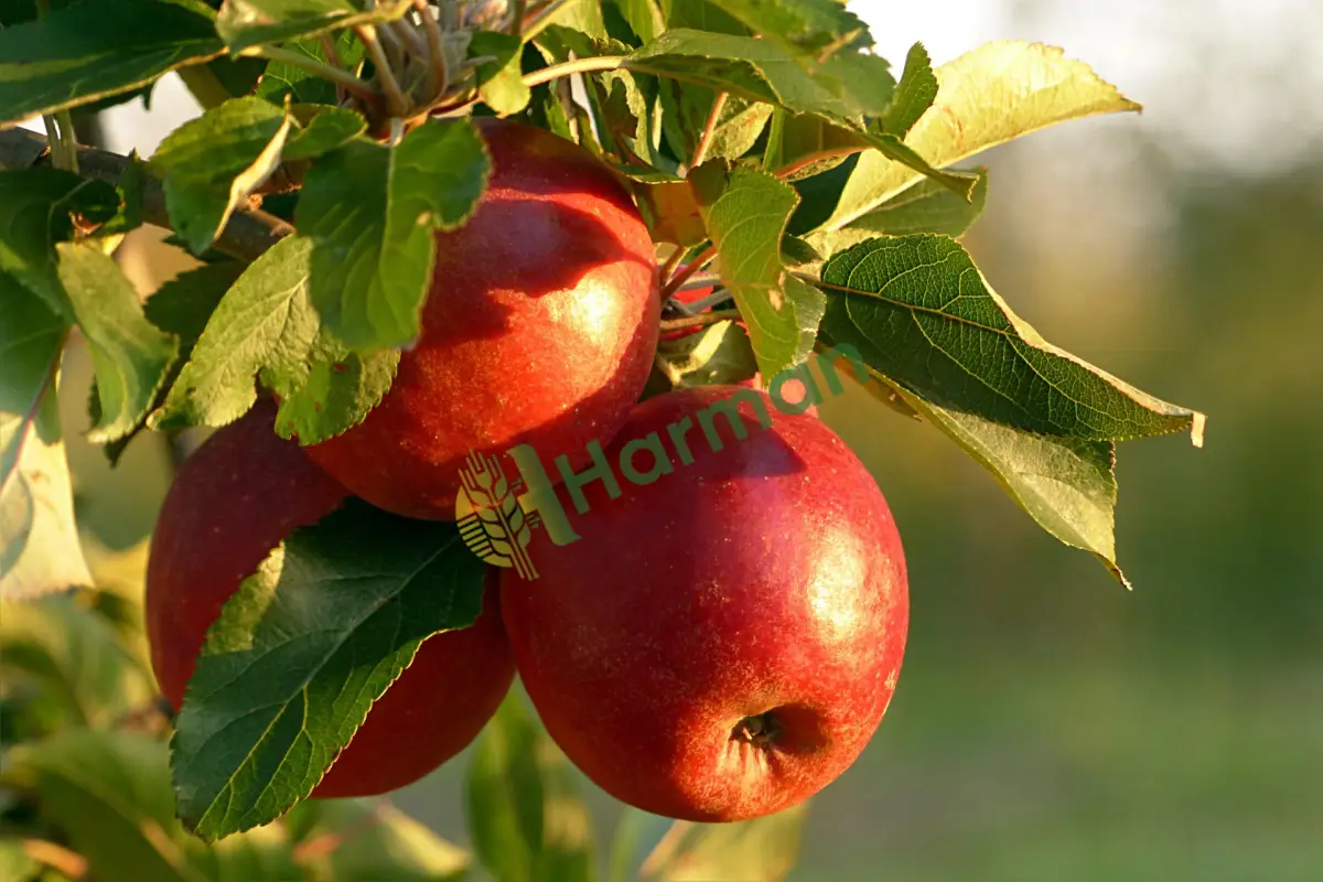 Köy pazarından yeni toplanmış çıtır yaz elması - Artvin Yusufeli