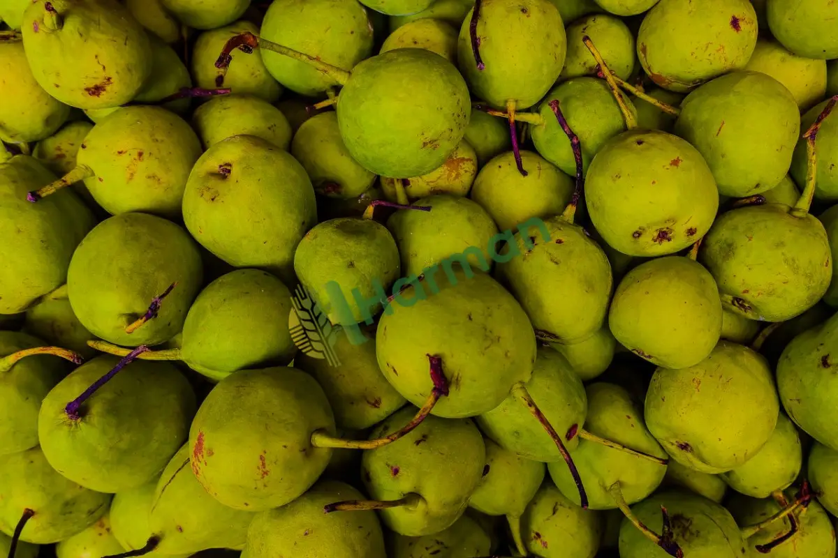 Köy pazarından yeni toplanmış mini limon armudu -Bursa Karacabey