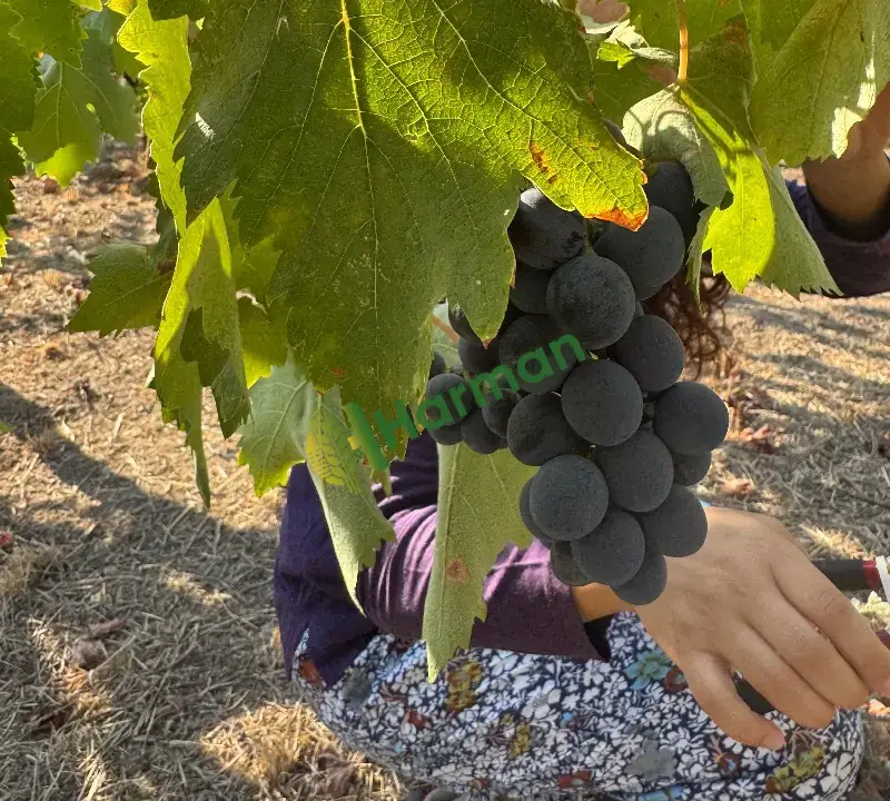 Köy Yapımı Kara Üzüm Pekmezi