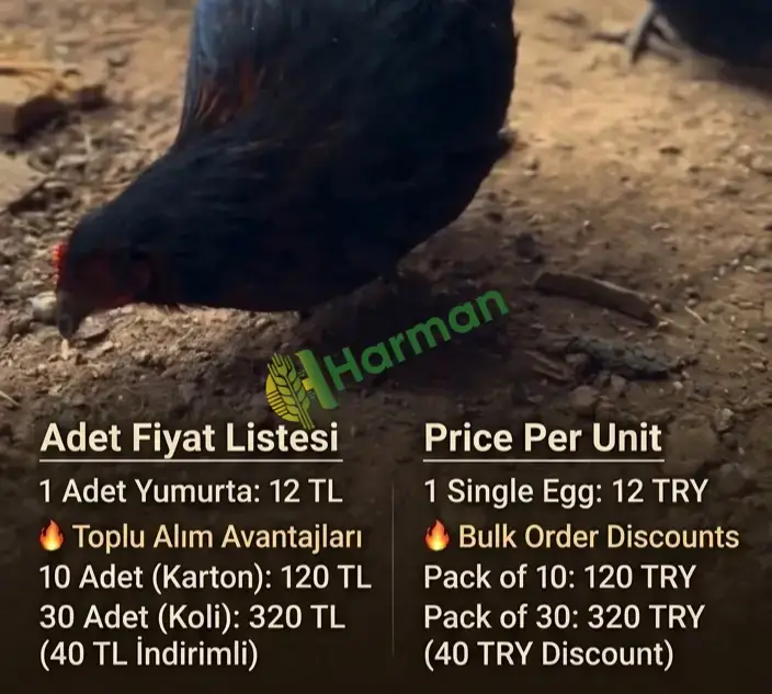 🥚 Köyden Sofranıza: Günlük, Taze ve %100 Organik Köy Yumurtası