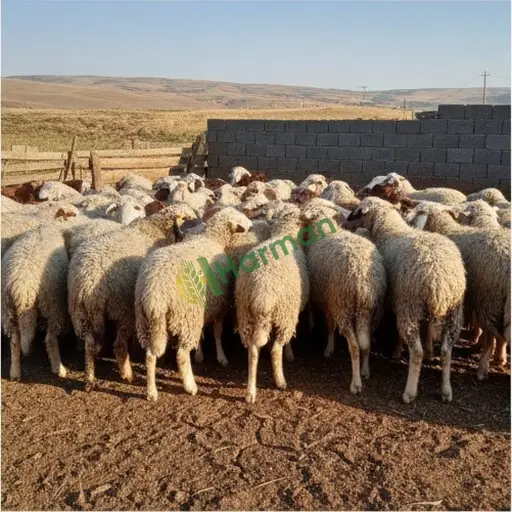 Gümüşhane Kürtün'de besilik koyun alınır