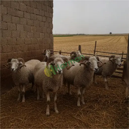 Düzce'de damızlık koyun alınır