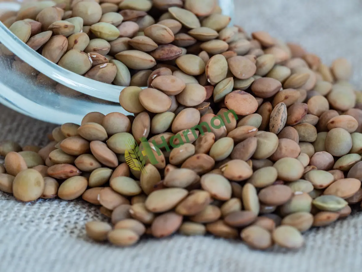 Küçük üreticiden taze biçim yeşil mercimek alınacaktır - Mersin Anamur
