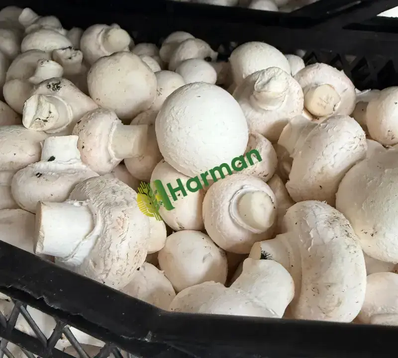 Kültür ve istiridye mantarı