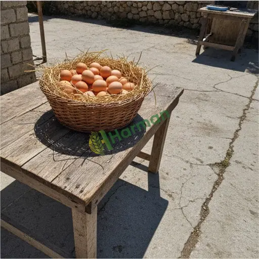Aydın İncirliova'da köy yumurtası alınır