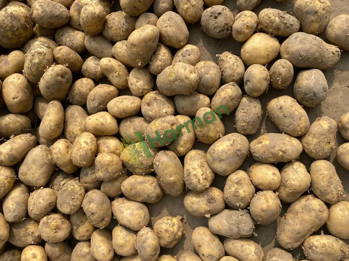 Kumpirlik dev boy patates aranıyor, temiz - Nevşehir Ürgüp