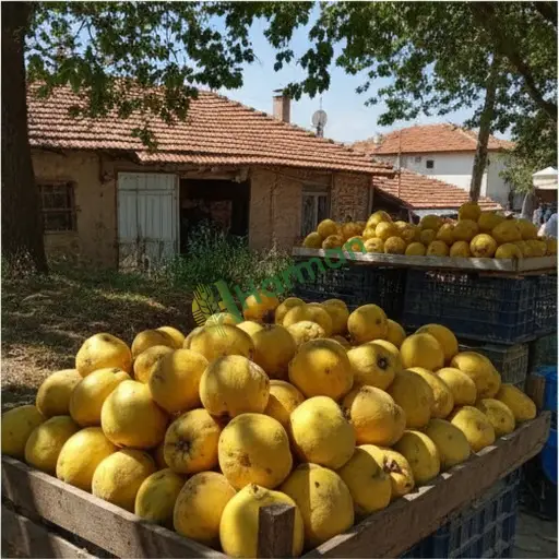 Aydın Kuşadası'nda ayva alıcısıyım