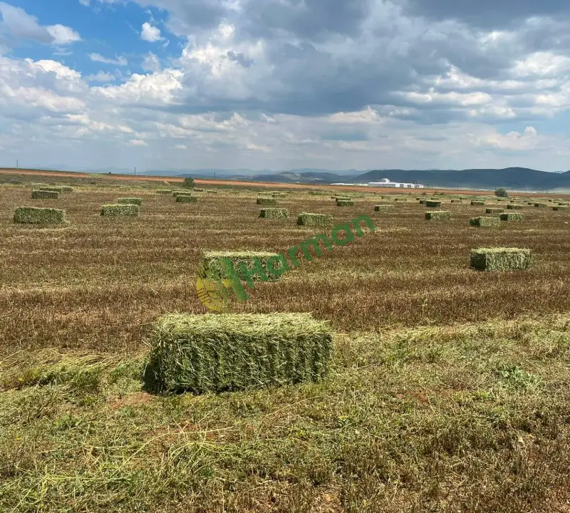 Kuru çayır otu