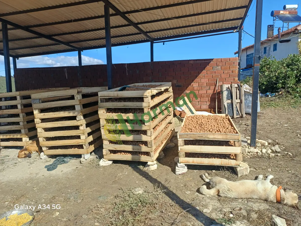 KURU ÇETNIR CEVİZ