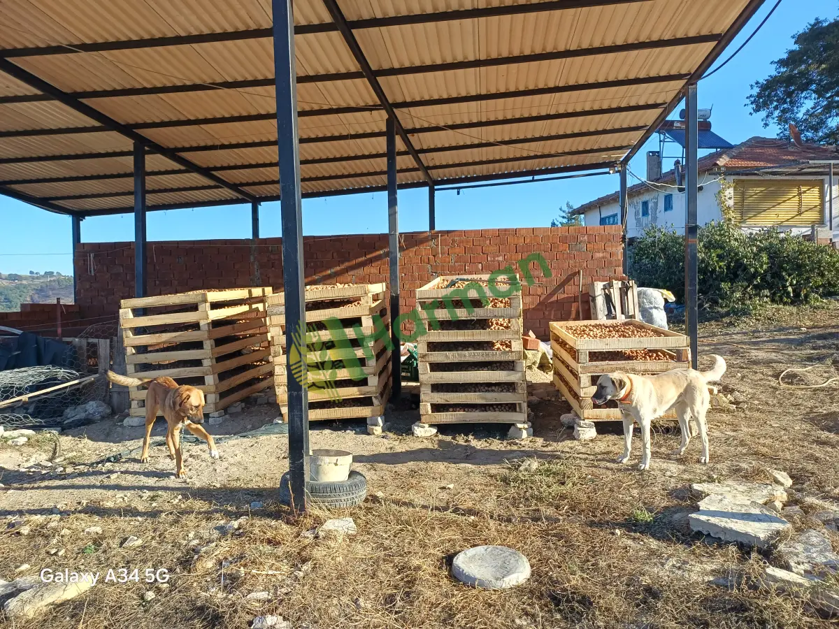KURU ÇETNIR CEVİZ