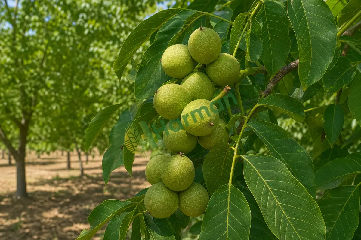 Kuru ceviz bakılır