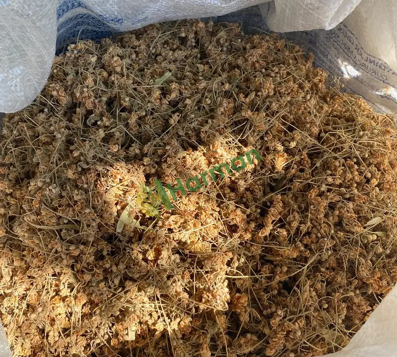Kuru çiçek ıhlamur