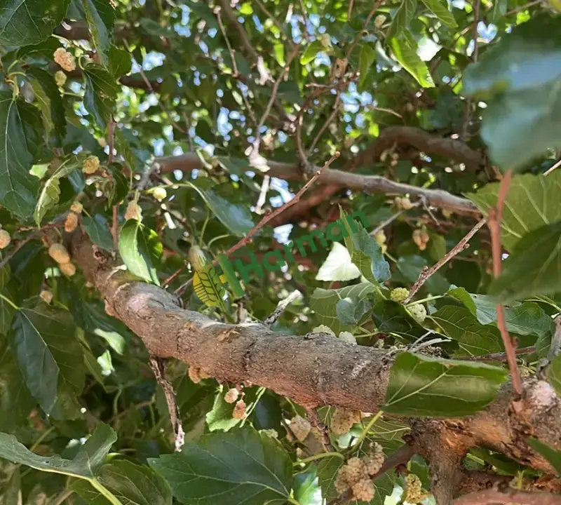 Kuru dut Elazığ