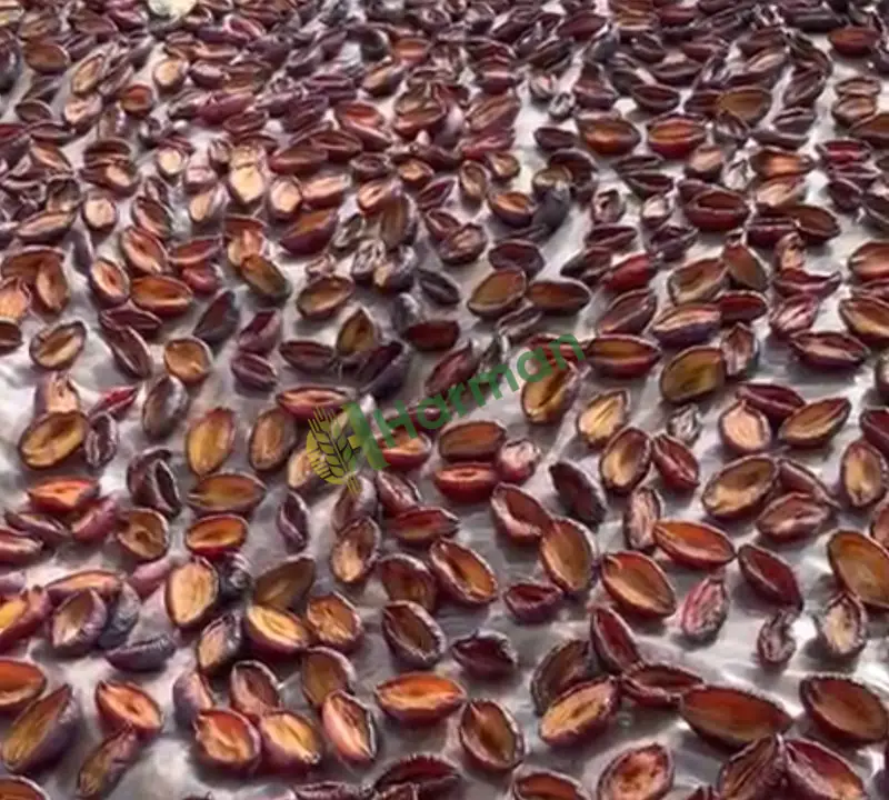 Kuru erik