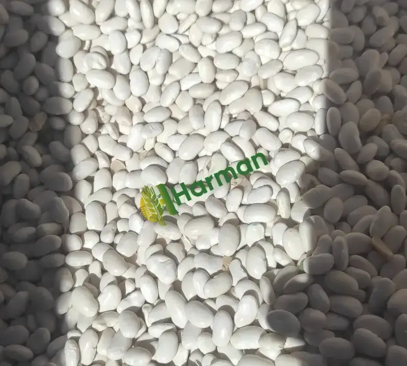 Kuru fasulye naturel