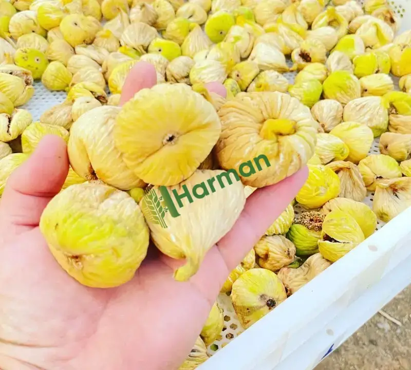 Kuru incir üreticiden yeni mahsul