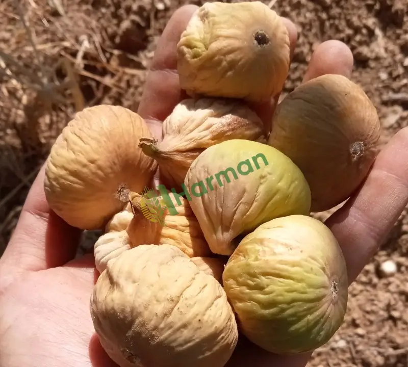KURU İNCİR