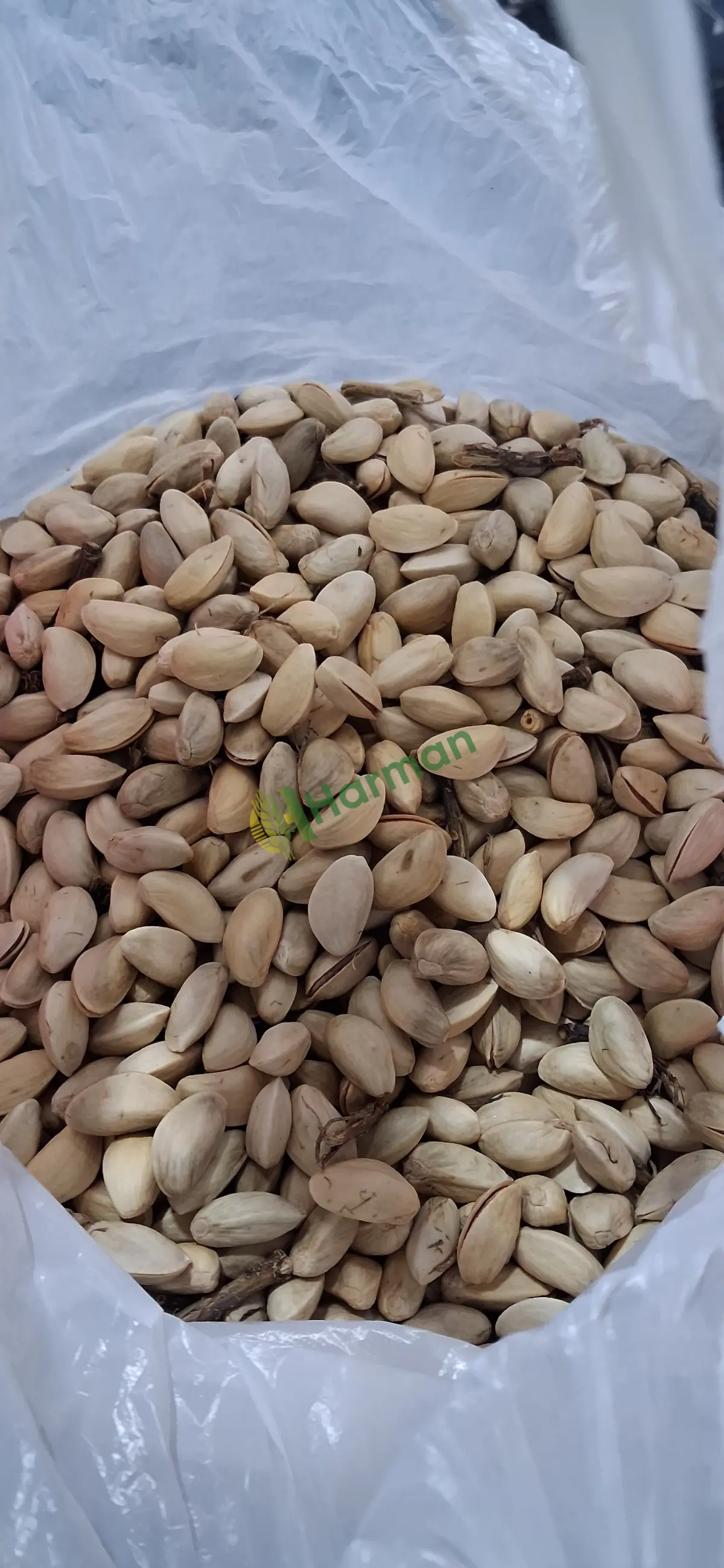Kuru kabuklu antep fıstığı
