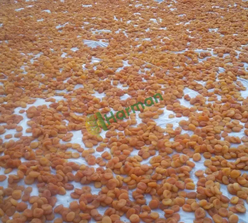 Kuru kayısı