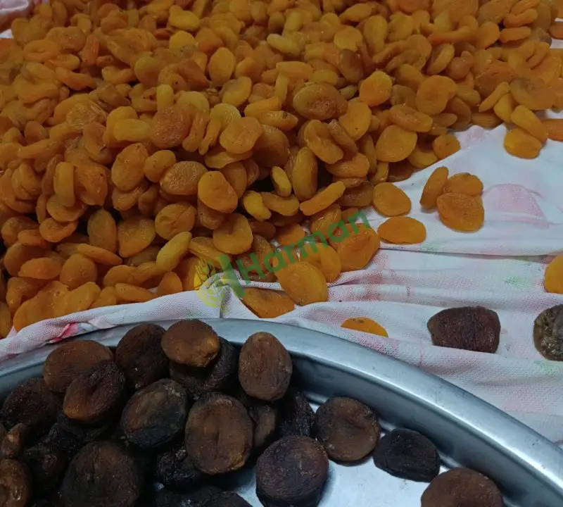 Kuru kayısı
