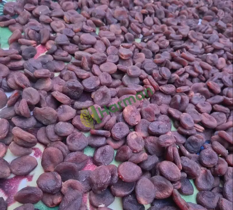 Kuru kayısı