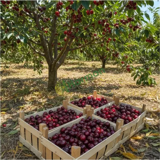 Muğla Bodrum'da kivi alanı