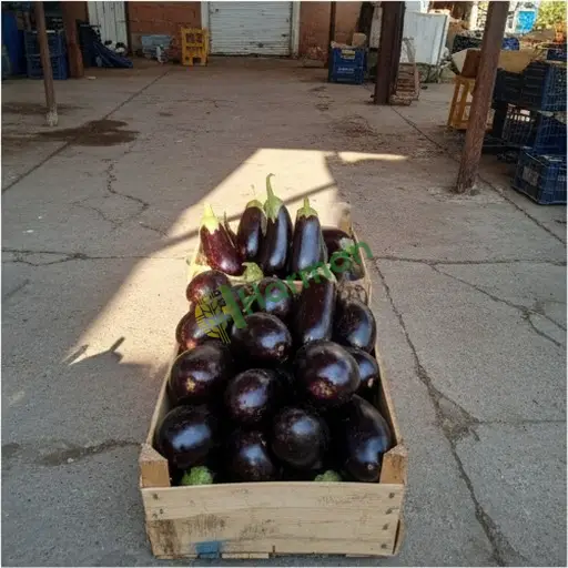 Nevşehir Kozaklı patlıcan lazım
