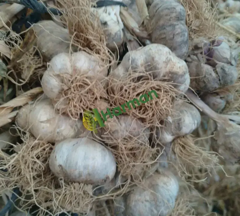 Kuru Sarımsak