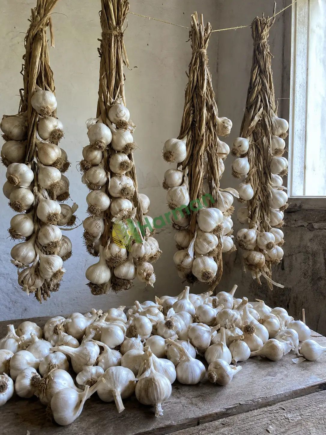 Kuru sarımsak