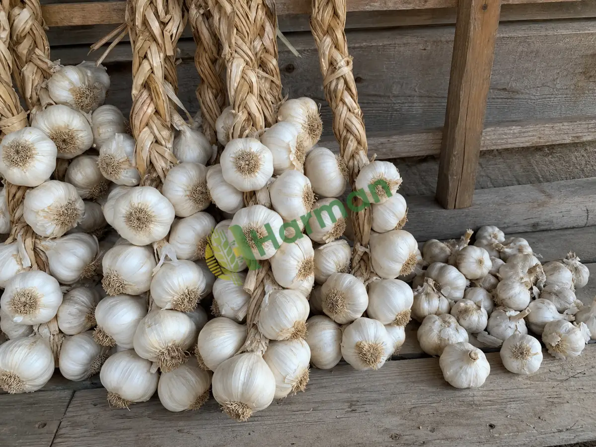 Kuru sarımsak alınır