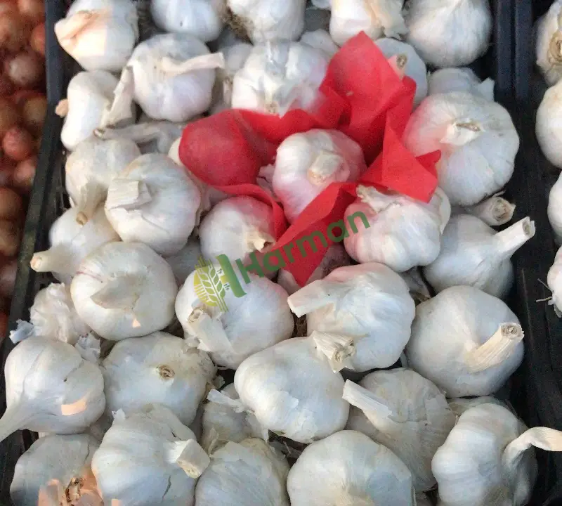 Kuru sarımsak