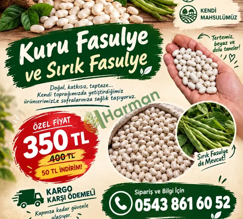 Kuru şeker fasulye
