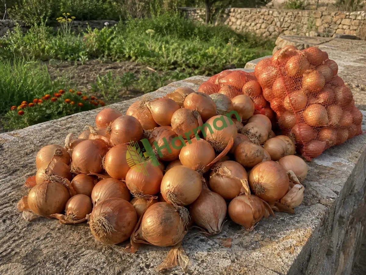 Kuru soğan