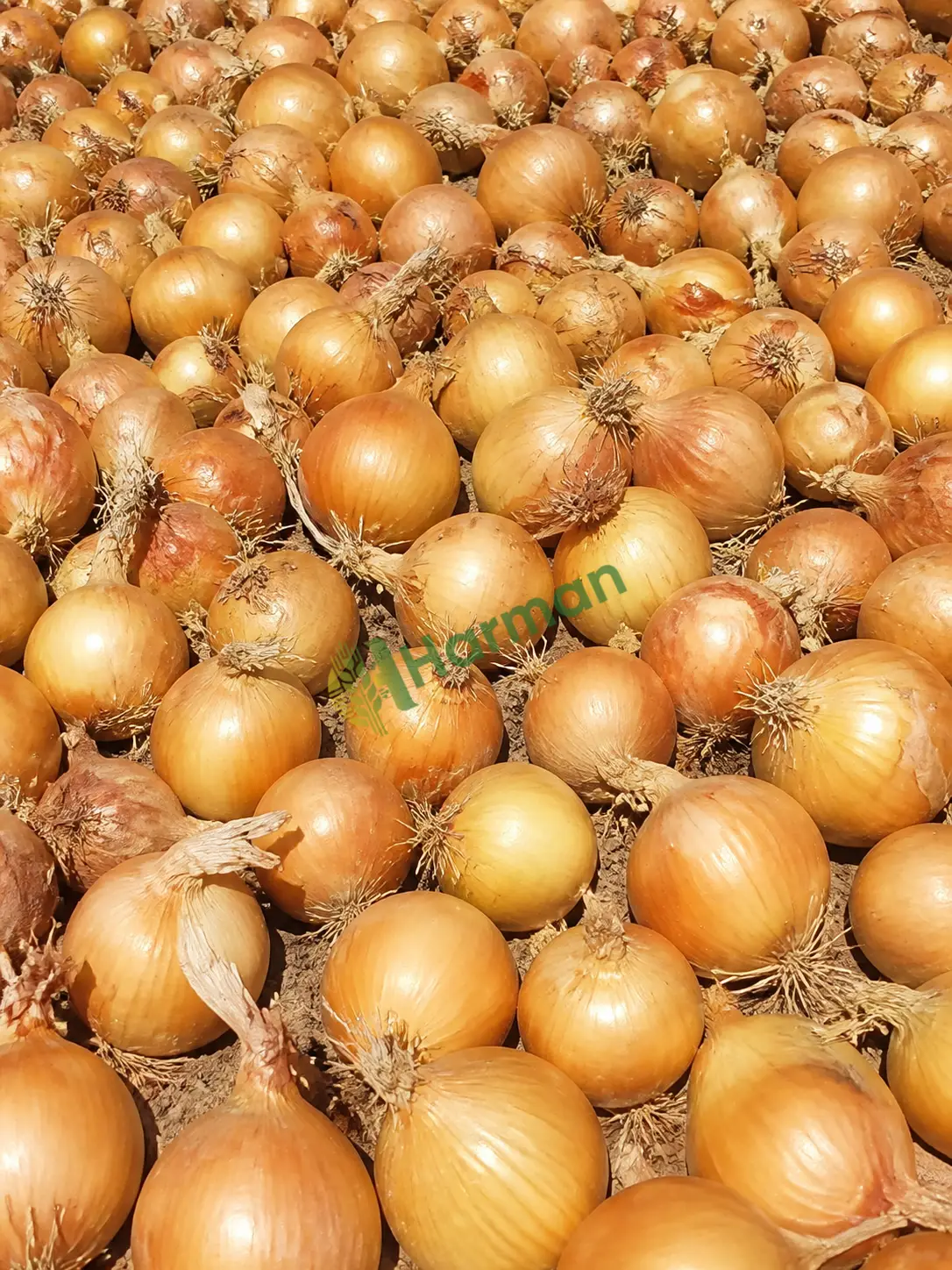 Kuru soğan