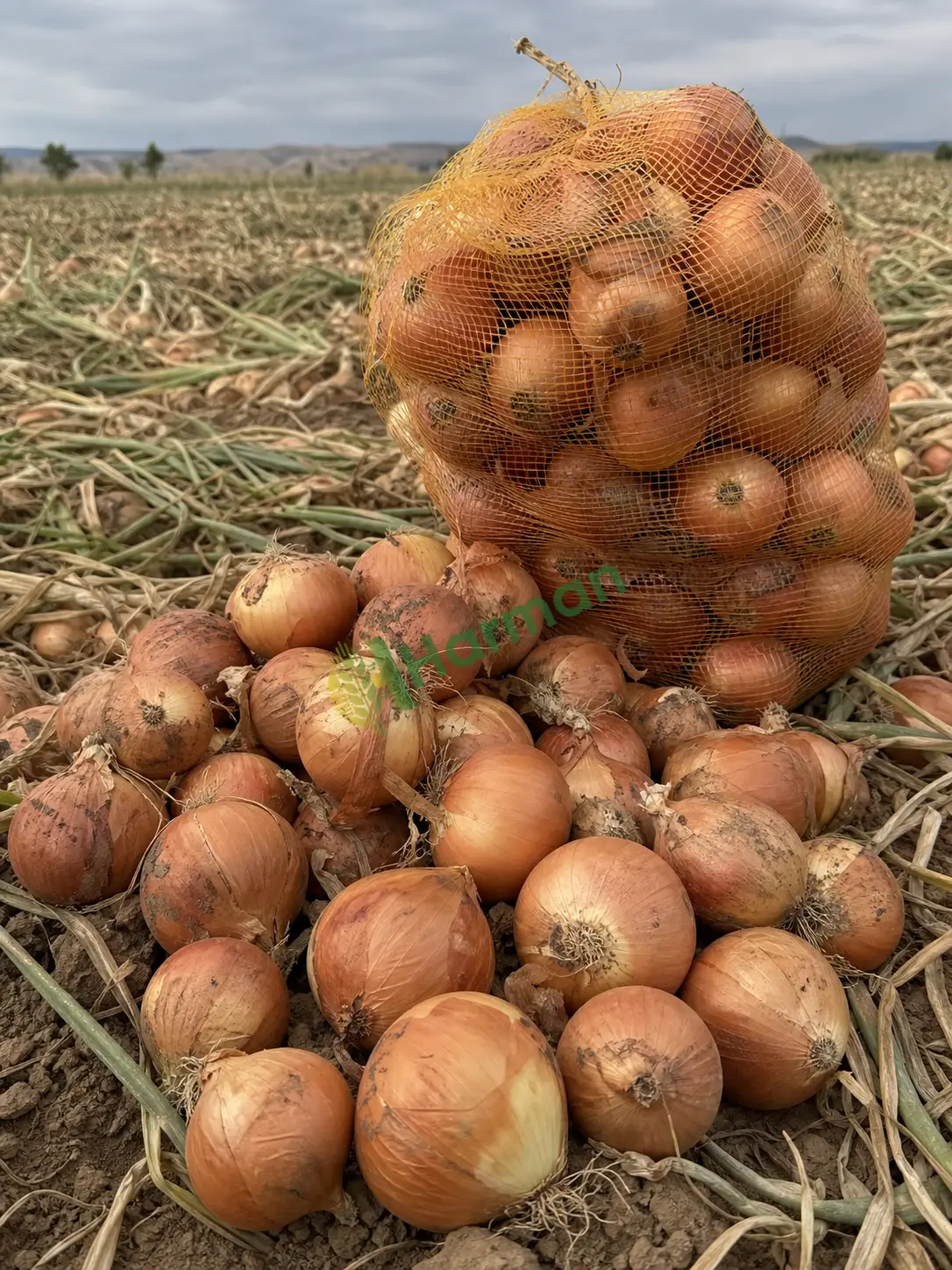 Kuru soğan